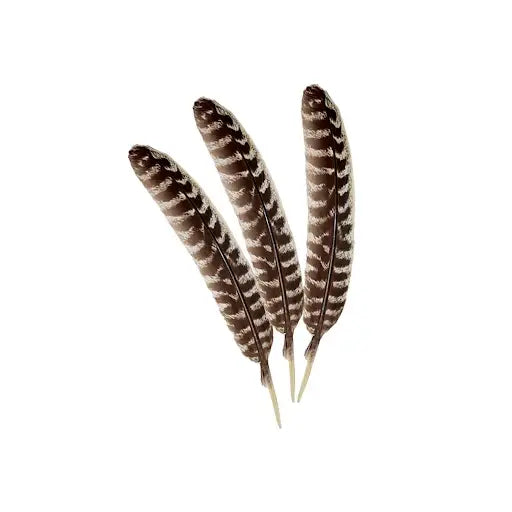 Turkey Feather for Smudging, FB2591 🪽