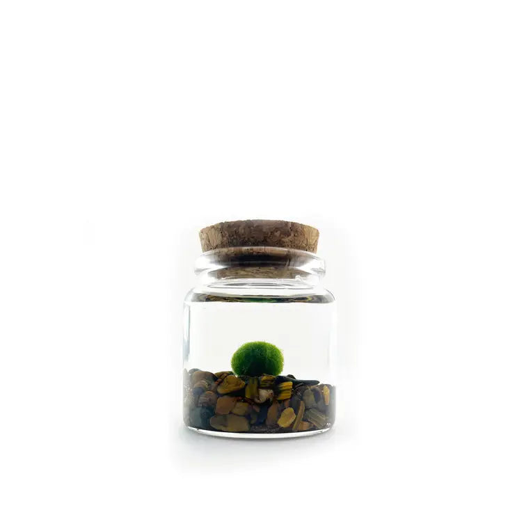 Moss Living Plant in Water / Glass Jar with Assorted Stones FB3331
