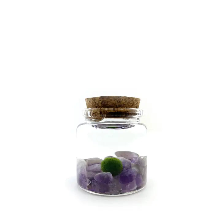 Moss Living Plant in Water / Glass Jar with Assorted Stones FB3331